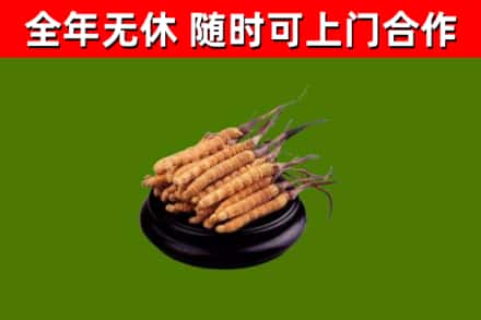 紫阳回收散虫草